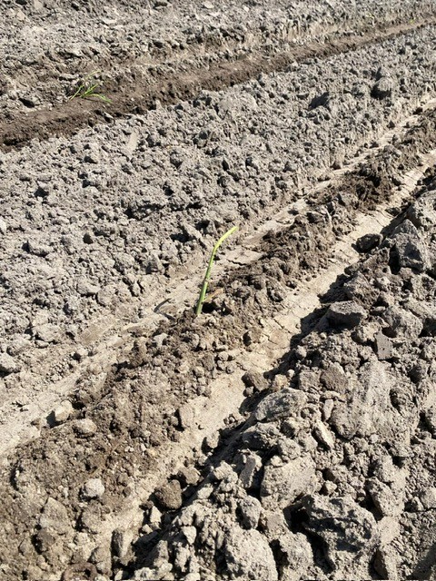 stekje mammoetgras in de grond